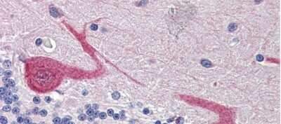 Immunohistochemistry-Paraffin: GABARAPL1 Antibody [NBP1-55202]