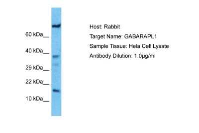 Western Blot: GABARAPL1 Antibody [NBP1-55202]