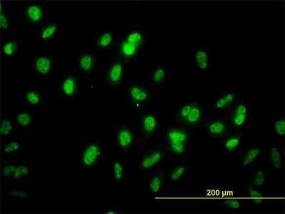Immunocytochemistry/ Immunofluorescence: GABPA Antibody (1D6) [H00002551-M04]