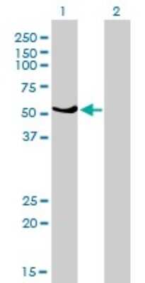 Western Blot: GABPA Antibody (4B8-G6) [H00002551-M01]