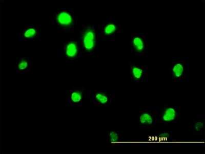 Immunocytochemistry/ Immunofluorescence: GABPA Antibody (5B6) [H00002551-M06]