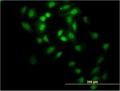 Immunocytochemistry/ Immunofluorescence: GABPA Antibody (5C8) [H00002551-M07]