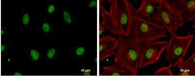 Immunocytochemistry/ Immunofluorescence: GABPA Antibody [NBP1-32105]