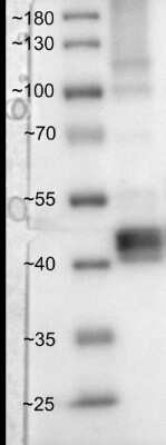 Western Blot: GABPA Antibody (M1) [H00002551-M03]