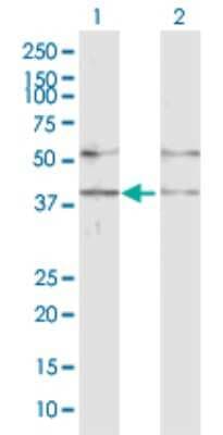 Western Blot: GABPB1 Antibody [H00002553-D01P]