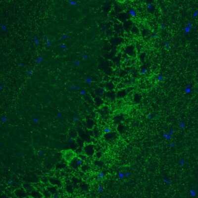 Immunohistochemistry: GAD1/GAD67 Antibody (CL2914) [NBP2-46638]