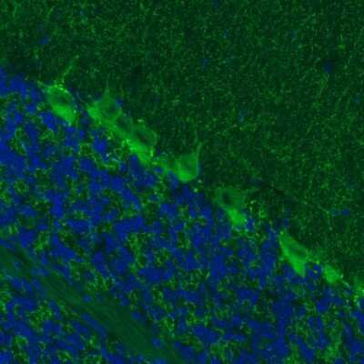 Immunohistochemistry: GAD1/GAD67 Antibody (CL2914) [NBP2-46638]