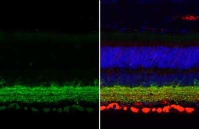 Immunohistochemistry-Paraffin: GAD1/GAD67 Antibody (HL1096) [NBP3-13716]