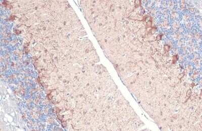 Immunohistochemistry-Paraffin: GAD1/GAD67 Antibody (HL1096) [NBP3-13716]