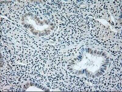 Immunohistochemistry: GAD1/GAD67 Antibody (OTI3G9) - Azide and BSA Free [NBP2-70791]