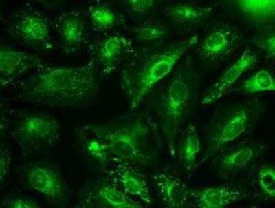 Immunocytochemistry/ Immunofluorescence: GAD1/GAD67 Antibody (OTI3G9) [NBP1-48272]