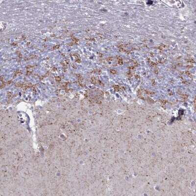 Immunohistochemistry-Paraffin: GAD2/GAD65 Antibody [NBP1-89801]