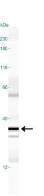 Simple Western: GADD153/CHOP Antibody (9C8)Azide and BSA Free [NBP2-80745]