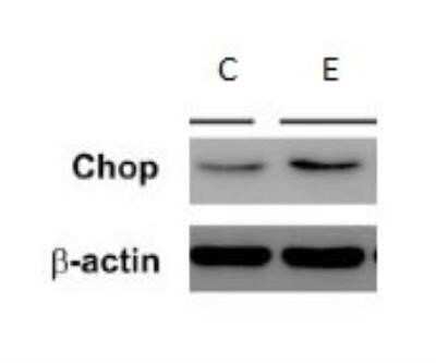 Western Blot: GADD153/CHOP Antibody (9C8)Azide and BSA Free [NBP2-80745]