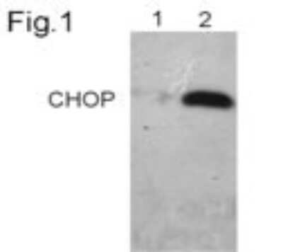 Western Blot: GADD153/CHOP Antibody (9C8) [NB600-1335]