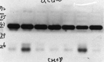 Western Blot: GADD153/CHOP Antibody (9C8) [NB600-1335]