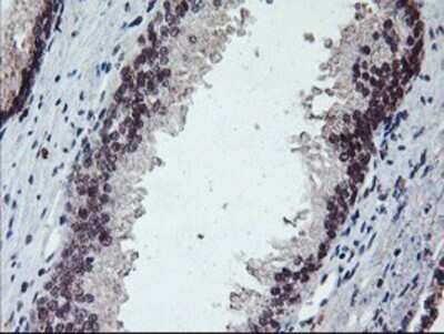 Immunohistochemistry: GADD34 Antibody (OTI3D12) - Azide and BSA Free [NBP2-71765]