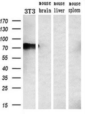 Western Blot: GADD34 Antibody (OTI3D12)Azide and BSA Free [NBP2-71765]