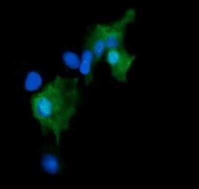 Immunocytochemistry/ Immunofluorescence: GADD45G Antibody (OTI2F12) - Azide and BSA Free [NBP2-71646]