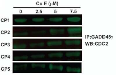 Western Blot: GADD45G Antibody (OTI2F12)Azide and BSA Free [NBP2-71646]