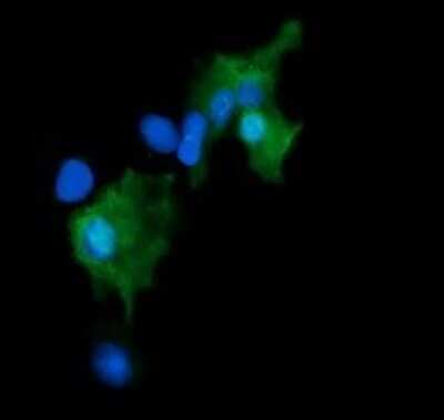Immunocytochemistry/ Immunofluorescence: GADD45G Antibody (OTI2F12) [NBP2-45807]