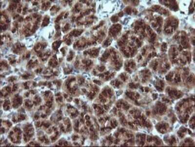 Immunohistochemistry: GADD45G Antibody (OTI2F12) [NBP2-45807]