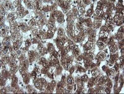 Immunohistochemistry: GADD45G Antibody (OTI2F12) [NBP2-45807]