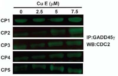 Western Blot: GADD45G Antibody (OTI2F12) [NBP2-45807]