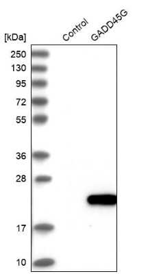 Western Blot: GADD45G Antibody [NBP1-84385]