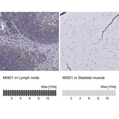 Immunohistochemistry-Paraffin: GAJ Antibody [NBP2-62609]