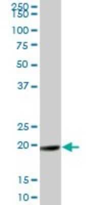 Western Blot: GAJ Antibody [H00084057-B01P]