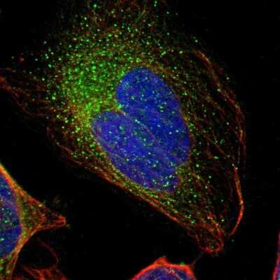 Immunocytochemistry/ Immunofluorescence: GAL3ST1 Antibody [NBP1-85431]