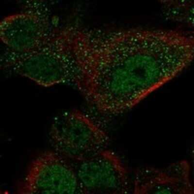Immunocytochemistry/ Immunofluorescence: GAL3ST1 Antibody [NBP3-17852]