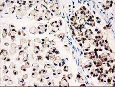 Immunohistochemistry-Paraffin: GALE Antibody (OTI1C4) [NBP2-03390]