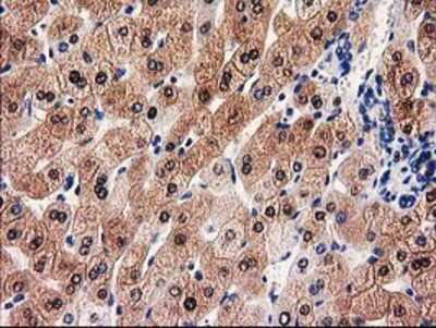 Immunohistochemistry-Paraffin: GALE Antibody (OTI1C4) [NBP2-03390]