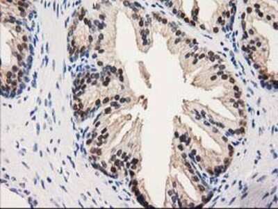 Immunohistochemistry-Paraffin: GALE Antibody (OTI1C4) [NBP2-03390]
