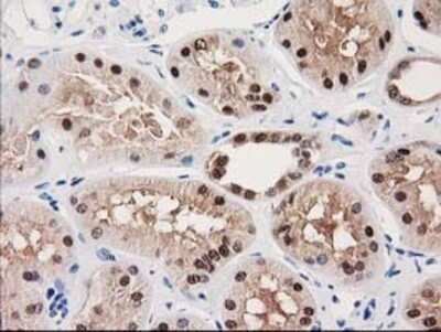 Immunohistochemistry: GALE Antibody (OTI1C4) - Azide and BSA Free [NBP2-70793]
