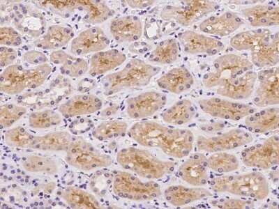 Immunohistochemistry-Paraffin: GALM Antibody [NBP2-97206]