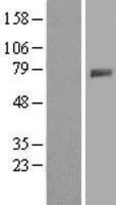 Western Blot: Polypeptide GalNac Transferase 4/GALNT4 Overexpression Lysate [NBL1-10956]