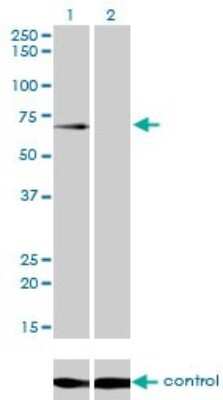 Western Blot: GALNT6 Antibody (4C10) [H00011226-M01]