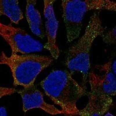 Immunocytochemistry/ Immunofluorescence: GALNTL1 Antibody [NBP3-17494]
