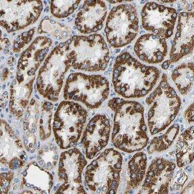 Immunohistochemistry-Paraffin: GALNTL4 Antibody [NBP1-81846]