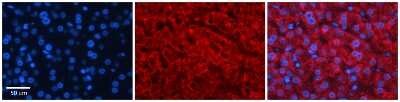 Immunohistochemistry: GAMT Antibody [NBP1-54399]