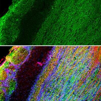 Immunocytochemistry/ Immunofluorescence: GAP-43 Antibody (1E3) [NBP1-92713]