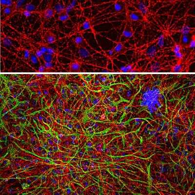 Immunocytochemistry/ Immunofluorescence: GAP-43 Antibody (5E8) [NBP2-50052]