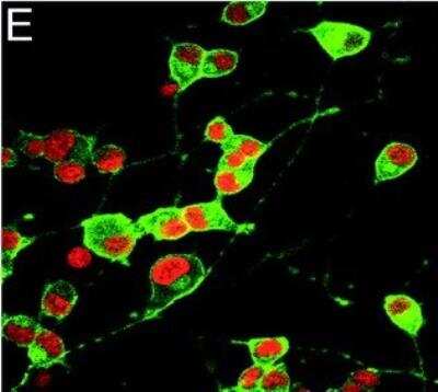 Immunocytochemistry/ Immunofluorescence: GAP-43 Antibody [NB300-143]