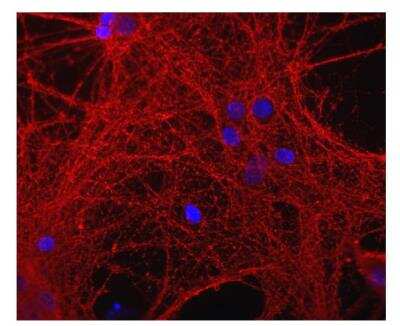 Immunocytochemistry/ Immunofluorescence: GAP-43 Antibody [NB300-143]