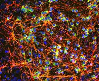 Immunocytochemistry/ Immunofluorescence: GAP-43 Antibody [NB300-143]