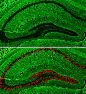 Immunohistochemistry-Frozen: GAP-43 Antibody [NBP2-42847]