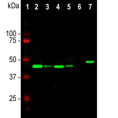 Western Blot: GAP-43 Antibody (3H14) [NBP3-05535]